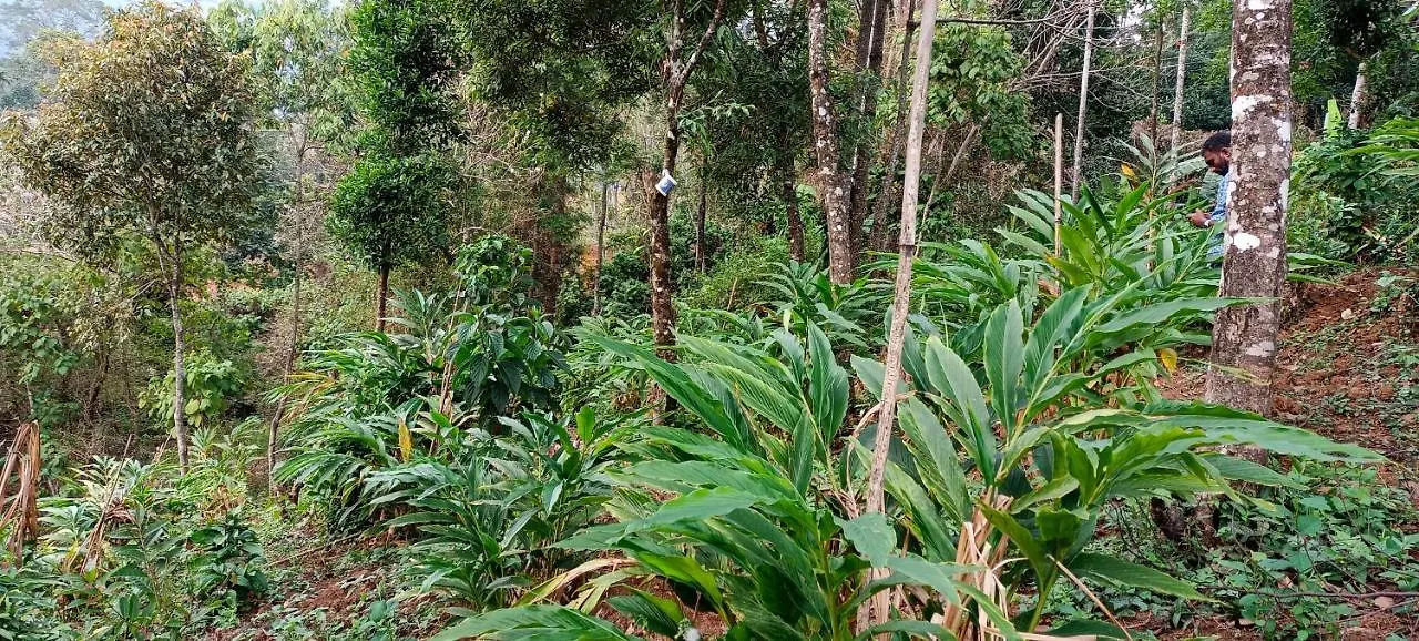 Devikolam Munnar Tent Hills Resort הודו